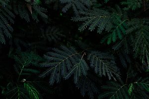 fern plant