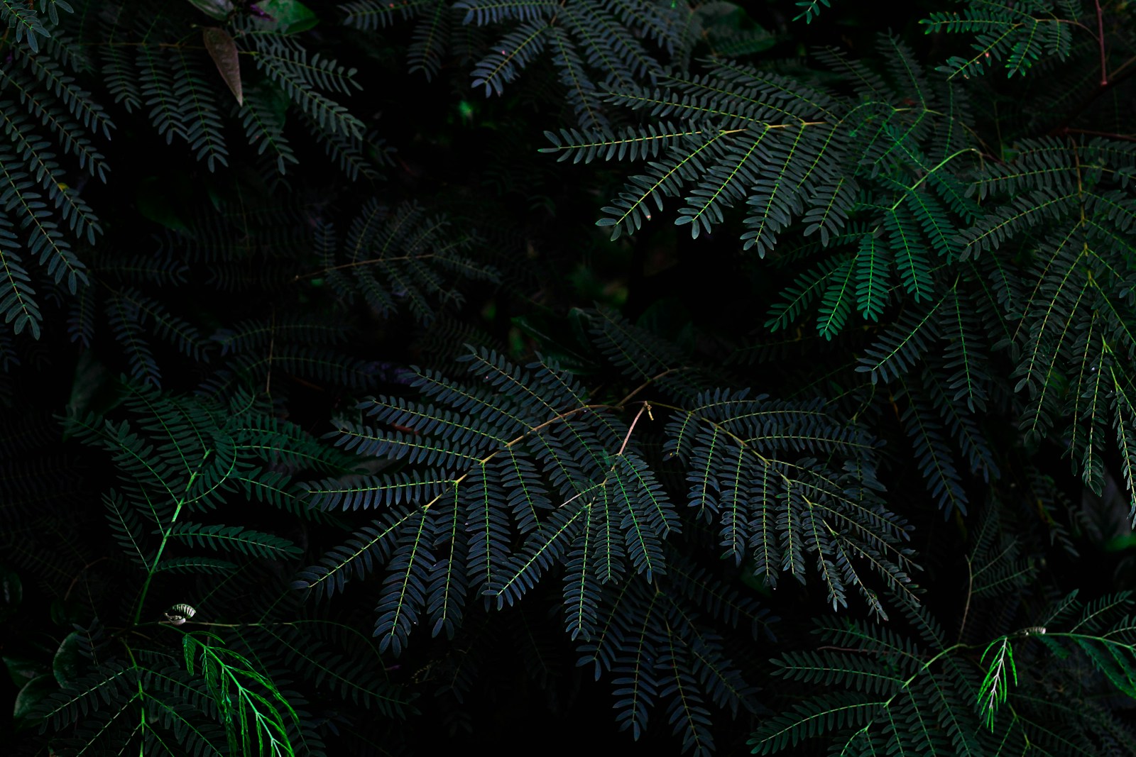 fern plant